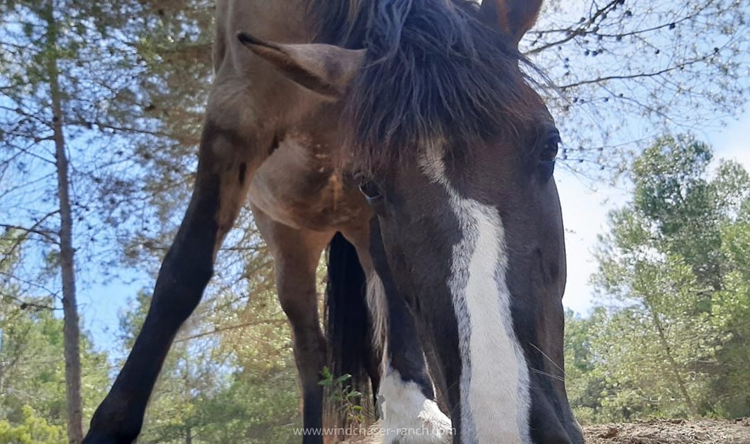 Understanding Your Horse’s Natural World: A Beginner’s Guide