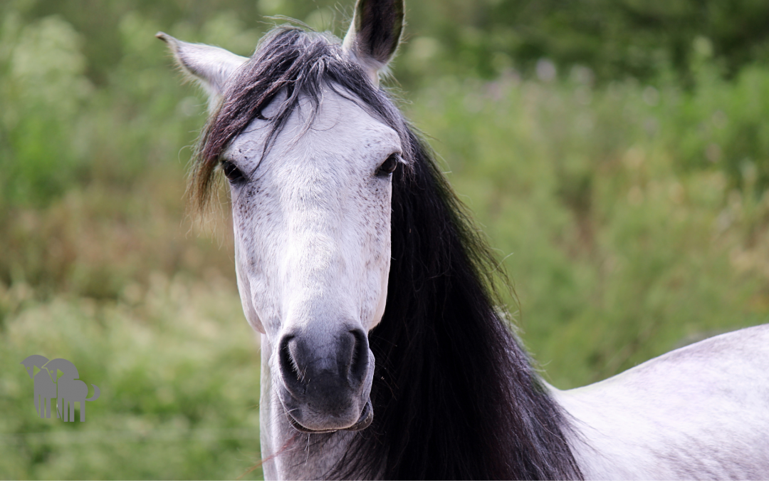 Getting Started: Building Confidence as a New Horse Guardian