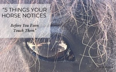 Before the Touch: What Your Horse Already Knows