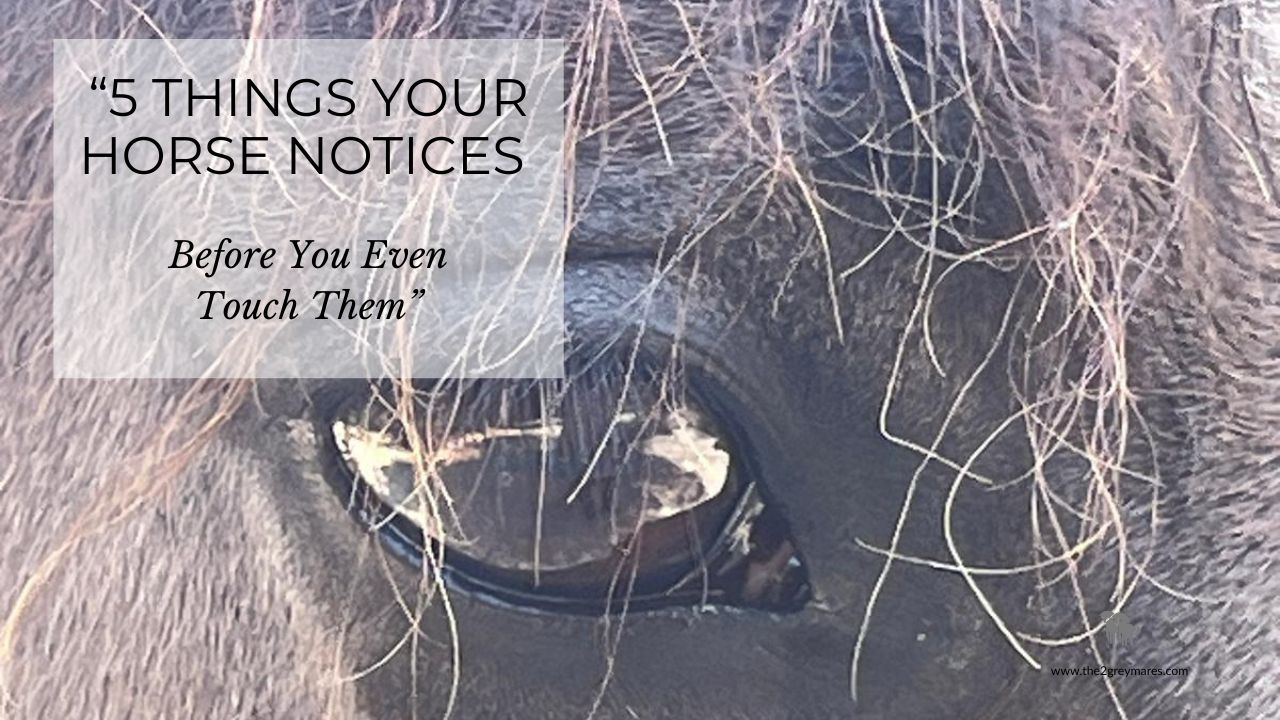 5 things horses see