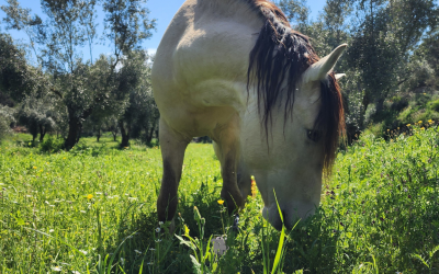 From Nervous to Noticed: Building Your Horse’s Trust One Step at a Time